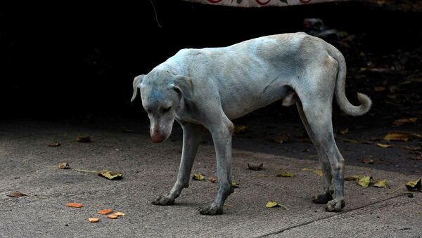This photo taken on August 17, 2017 shows a stray dog with a light blue hue on a street near the Kasadi River in the Taloja industrial zone in Mumbai - Sputnik International