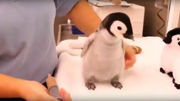 | 9GAG | A month-old, 2-pound emperor penguin gets feeding. 🐧 - Sputnik International