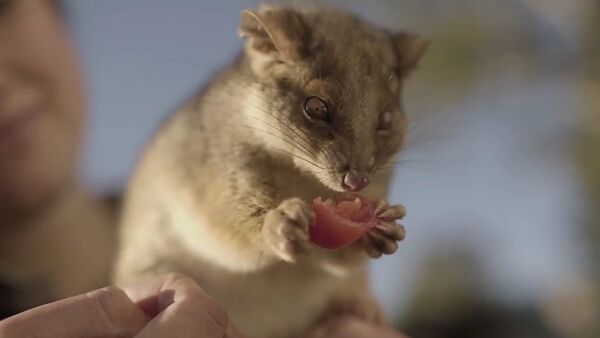 Orphaned Clancy the Ring Tailed Possum Plays With Keeper Tami  - Sputnik International