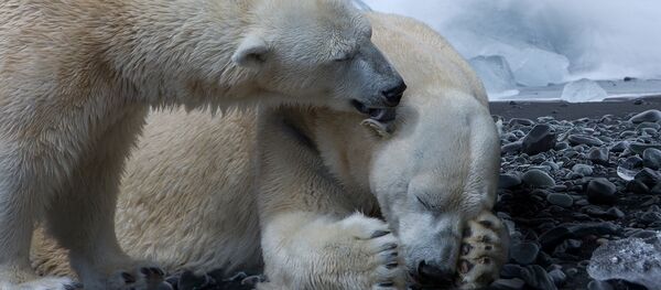 Polar Bear - Sputnik International