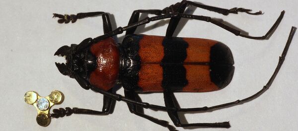 The smallest fidget spinner in the world - Sputnik International