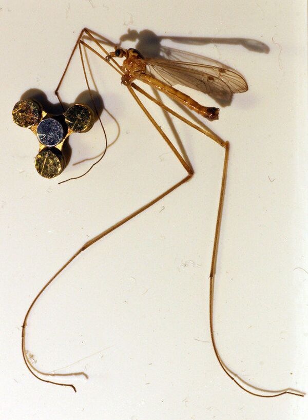 The smallest fidget spinner in the world - Sputnik International