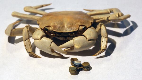 The smallest fidget spinner in the world - Sputnik International