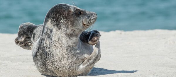 Grey seal Grey seal - Sputnik International