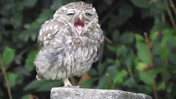 Adorable Sleepy Baby Owl Yawning - Sputnik International