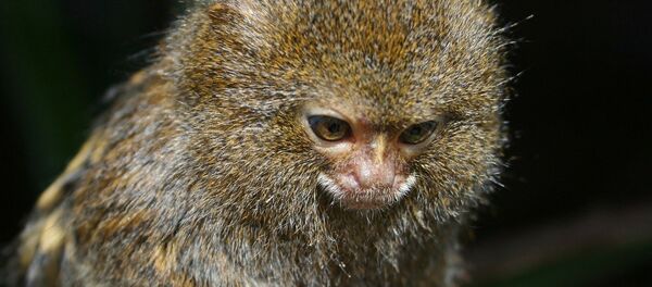 A pygmy marmoset, the world's smallest monkey. A pygmy marmoset, the world's smallest monkey. - Sputnik International