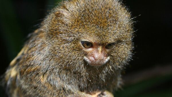 A pygmy marmoset, the world's smallest monkey. - Sputnik International