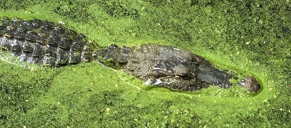 An alligator floats atop the water of 40-acre lake at Brazos Bend State Park in Needville, Texas - Sputnik International