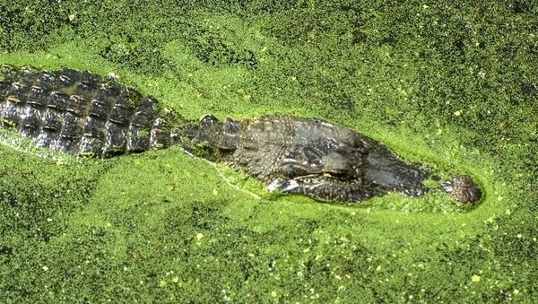 An alligator floats atop the water of 40-acre lake at Brazos Bend State Park in Needville, Texas - Sputnik International
