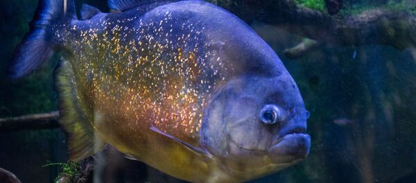 Pacu Pacu - Sputnik International