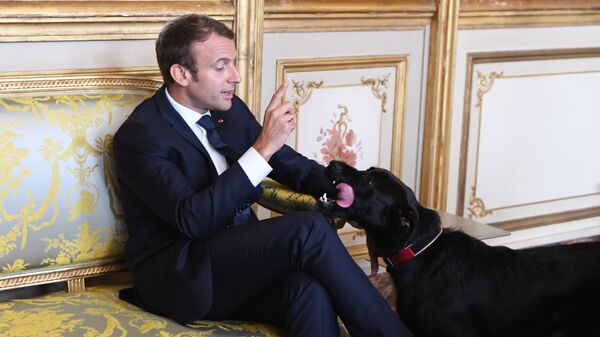 Президент Франции Эммануэль Макрон со своей собакой Немо во время встречи с вице-канцлером Германии и министром иностранных дел Германии в Елисейском дворце в Париже  - Sputnik International