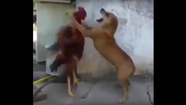 Dog and Rooster fight must watch - Sputnik International