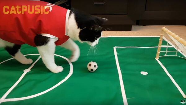 Ronaldo? No! Pusiс the cat! - Sputnik International
