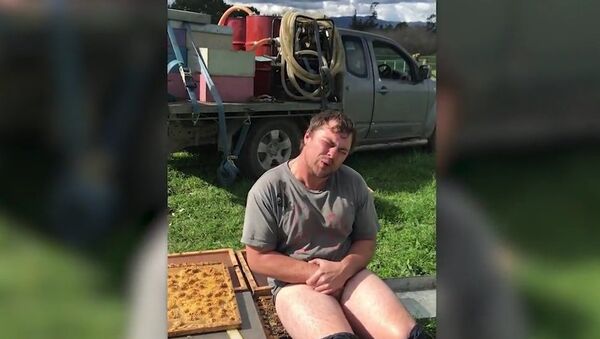 Beekeeper Drops Trousers To Sit On Bee Swarm - Sputnik International