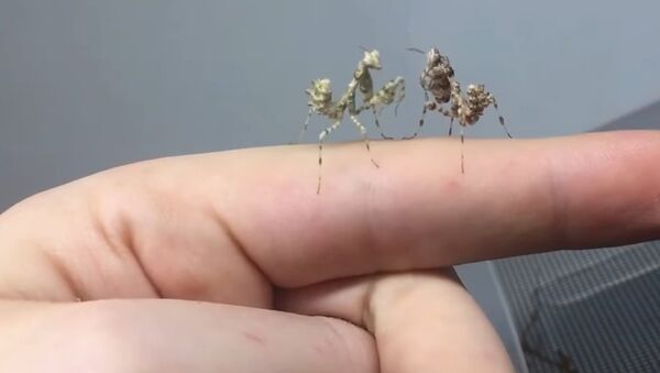 Viral Video UK: Put up your dukes! - Sputnik International