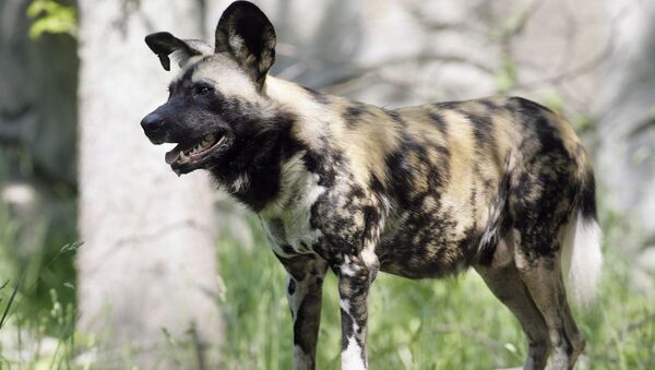 Thunder, one of four African wild dogs on display at Roger Williams Park Zoo in Providence, R.I., is shown Thursday, May 24, 2007. - Sputnik International