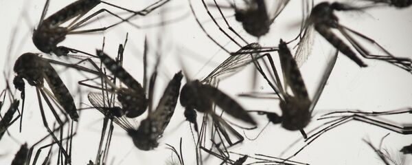 In this Jan. 27, 2016, file photo, samples of Aedes aegypti mosquitoes, responsible for transmitting dengue and Zika, sit in a petri dish at the Fiocruz Institute in Recife, Pernambuco state, Brazil. - Sputnik International