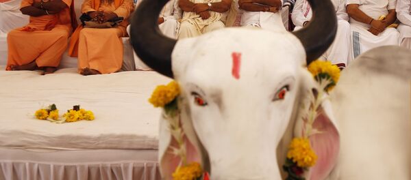 Hindu saints sit in protest against the killing of a calf by Congress party workers in the southern Indian state of Kerala, in Ahmadabad, India Hindu saints sit in protest against the killing of a calf by Congress party workers in the southern Indian state of Kerala, in Ahmadabad, India - Sputnik International