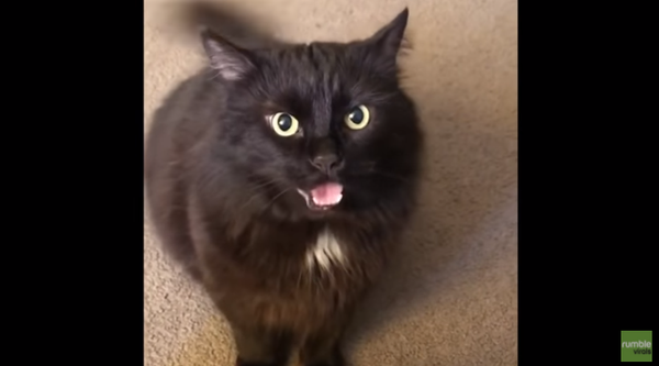 Taunted Cat Takes Revenge - Sputnik International