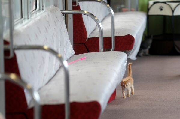 Cats on Tracks: A Ride Aboard the Japanese Feline Train Cafe - Sputnik International