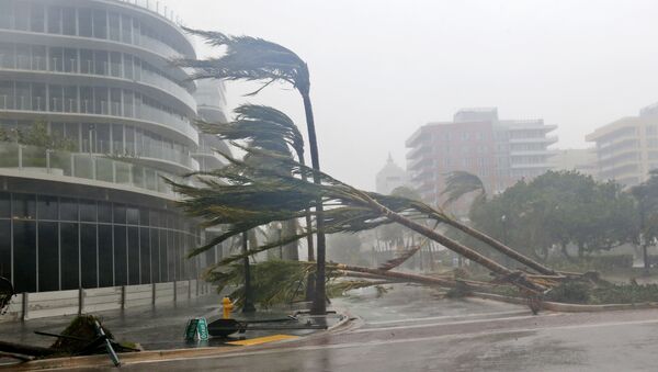 Recently planted palm trees lie strewn across the road as Hurricane Irma passes by, Sunday, Sept. 10, 2017, in Miami Beach, Fla - Sputnik International