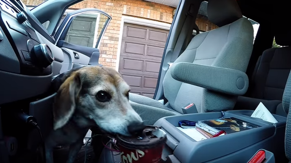 Caffeine Canine: Beagle Snags a Drink - Sputnik International