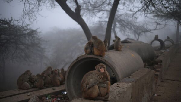 Monkeys on the side of a road in New Delhi, India. (File) - Sputnik International