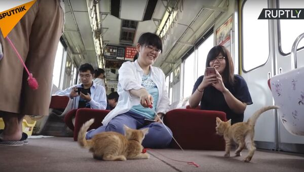 Japan's Cat Cafe Train - Sputnik International