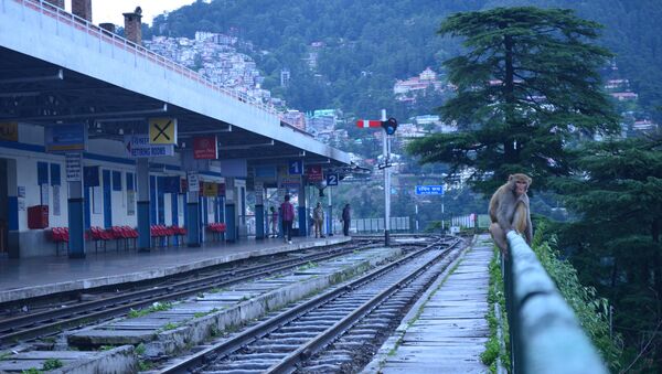 Monkey at the Shimla railway station. (File) - Sputnik International