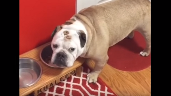 Unamused: Bulldog Irritated by Tone Deaf Owner - Sputnik International