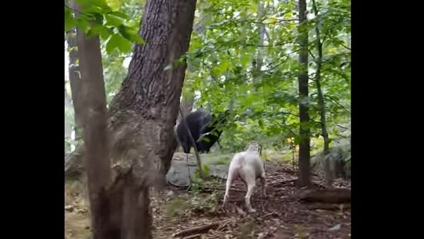 The Dog Bear Protector - Sputnik International