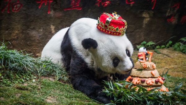 Giant panda 'Basi' sniffing a birthday cake prepared by her keepers at Fuzhou Panda World in Fuzhou, east China's Fujian province. (File) - Sputnik International
