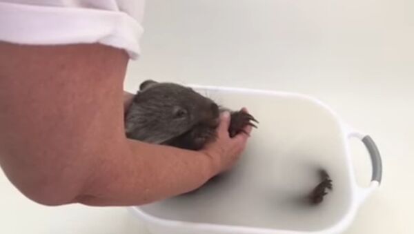 Bathing a baby wombat - Sputnik International