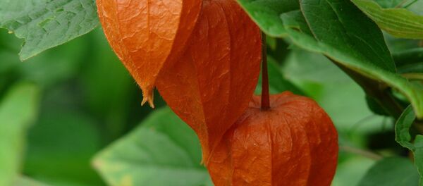 Physalis Physalis - Sputnik International