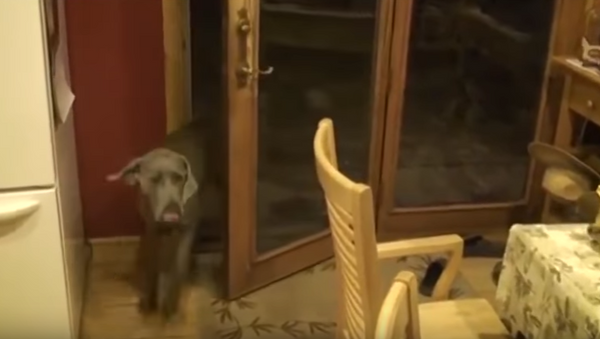 Courteous Canine Closes Door Behind Himself - Sputnik International