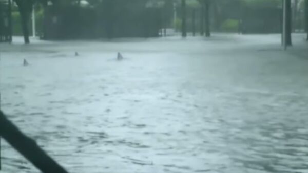 ‘Sharks’ Invade Flooded Miami Streets After Irma - Sputnik International