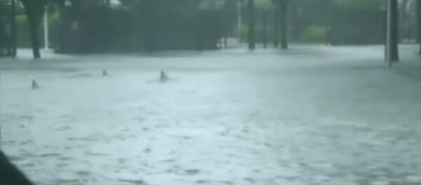 ‘Sharks’ Invade Flooded Miami Streets After Irma ‘Sharks’ Invade Flooded Miami Streets After Irma - Sputnik International