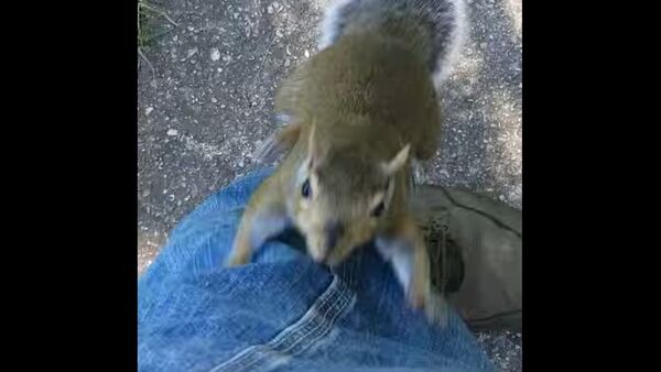 Squirrel Attacks Man - Sputnik International