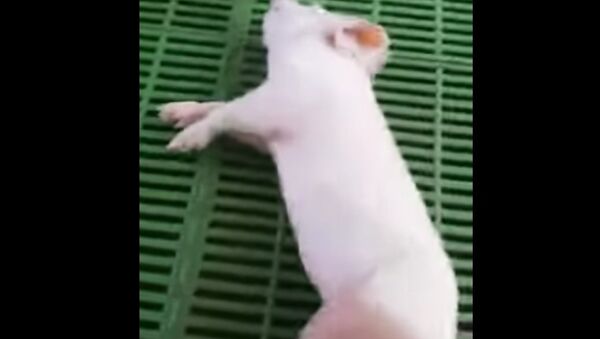 Little Pig in Deep Sleep - Sputnik International