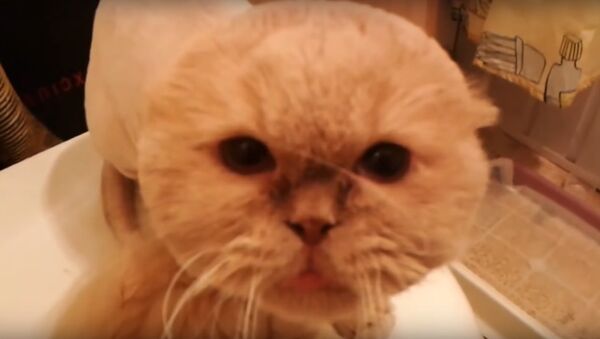Unhappy Cat Can't Handle His Bad Salon Experience - Sputnik International
