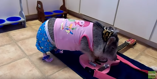 Pajama Pig Goes Punk on Guitar Pajama Pig Goes Punk on Guitar - Sputnik International