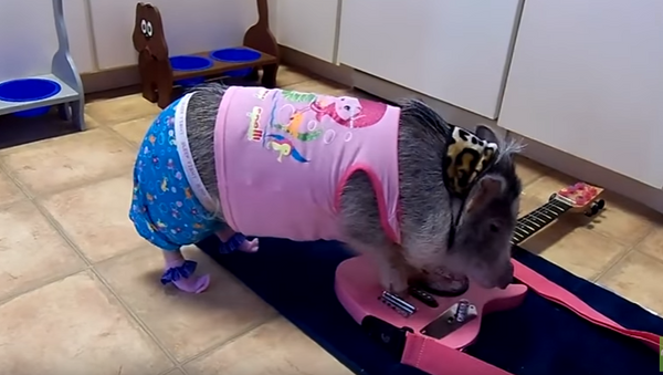 Pajama Pig Goes Punk on Guitar - Sputnik International