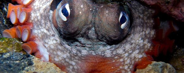 Gloomy Octopus-Octopus tetricus Gloomy Octopus-Octopus tetricus - Sputnik International