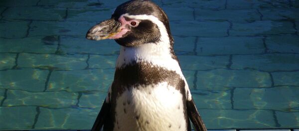 Penguin Penguin - Sputnik International
