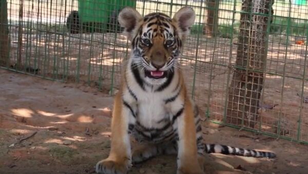 Chinese Breeds Tigers - Sputnik International