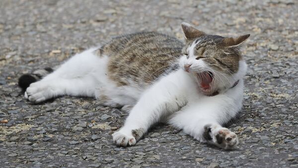 Larry the 10 Downing street cat yawns whilst lying on the street as the leader of Northern Ireland's Democratic Unionist Party (DUP) Arlene Foster meets with Britain's Prime Minister Theresa May in 10 Downing Street n London, Tuesday, June 13, 2017. - Sputnik International