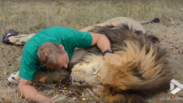 Cuddling with the King: Man Gets Comfortable with Lion - Sputnik International