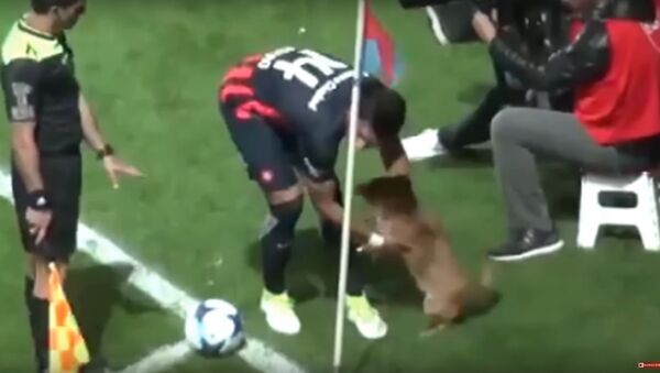 Little dog has interrupted a football match between San Lorenzo and Arsenal - Sputnik International