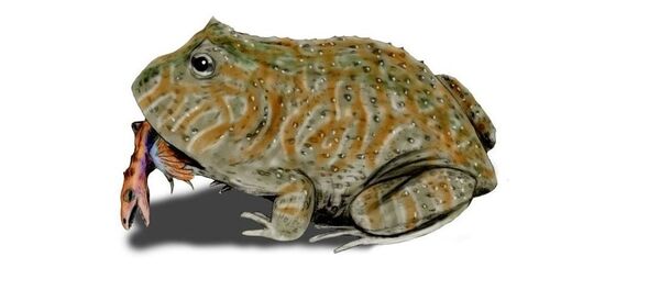 Beelzebufo ampinga Beelzebufo ampinga - Sputnik International