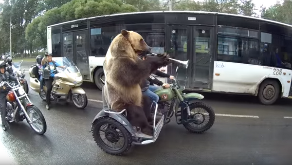 Russian Bear Stuck in Rush Hour - Sputnik International